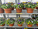 8 inch Viola Pots
