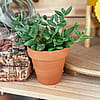 Succulent in a Terracotta Pot