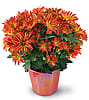 Blooming Chrysanthemum