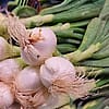 Organic Bunching Onions - 15 ct