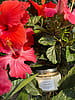 Pink Lady Candle | 9 oz Soy Candle