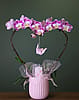 5" Mother's Day Heart Orchid