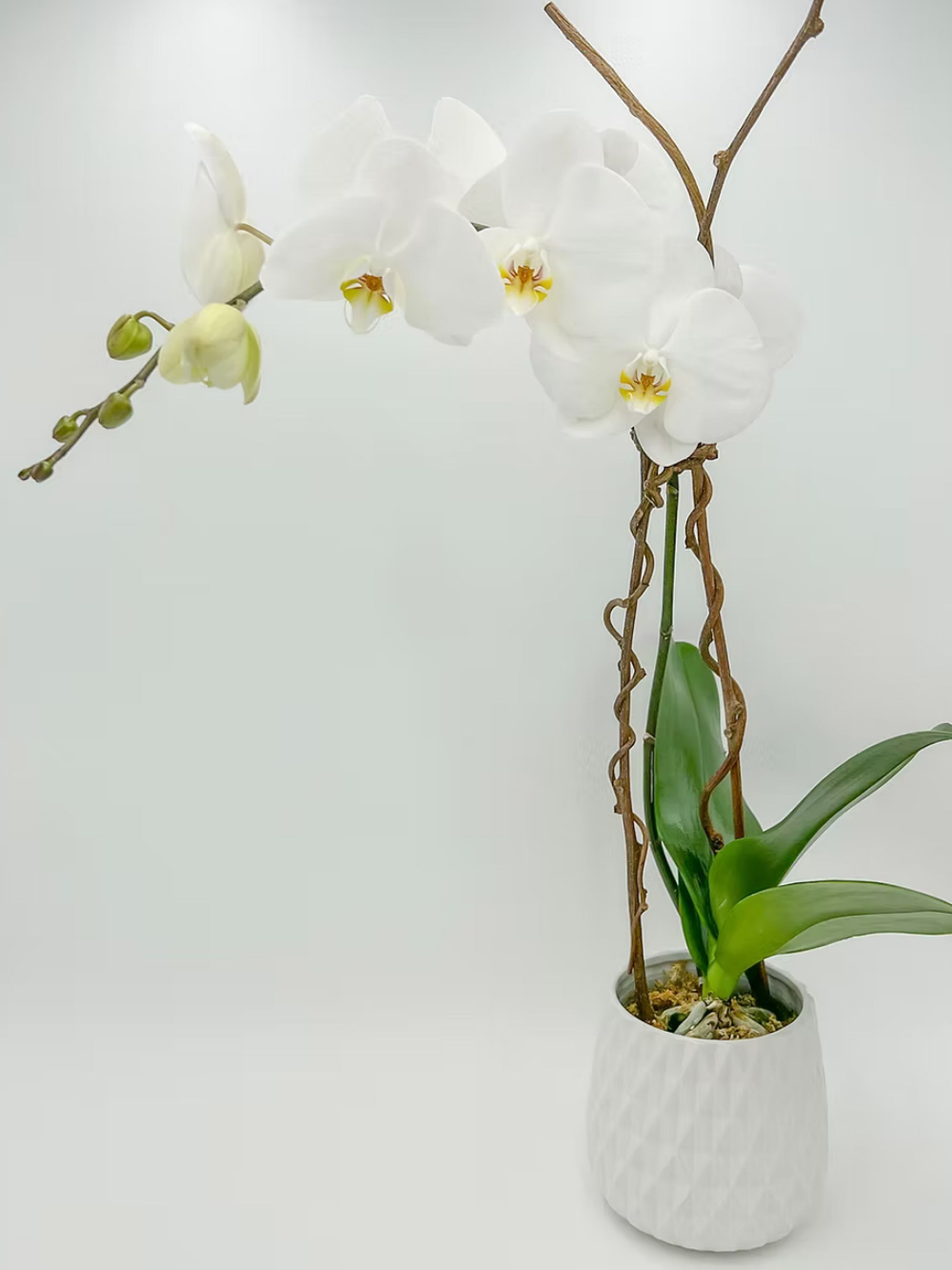 Single Modern White Phalaenopsis