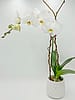 Single Modern White Phalaenopsis