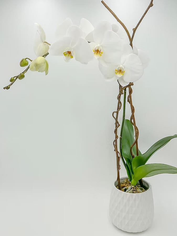 Single Modern White Phalaenopsis