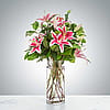Splendent Stargazers