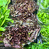 Red Leaf Lettuce