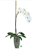 Orchid Plant (2 spikes)