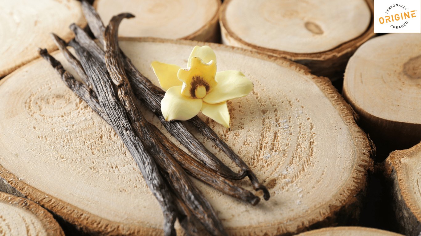Vanilla pods with vanilla orchid