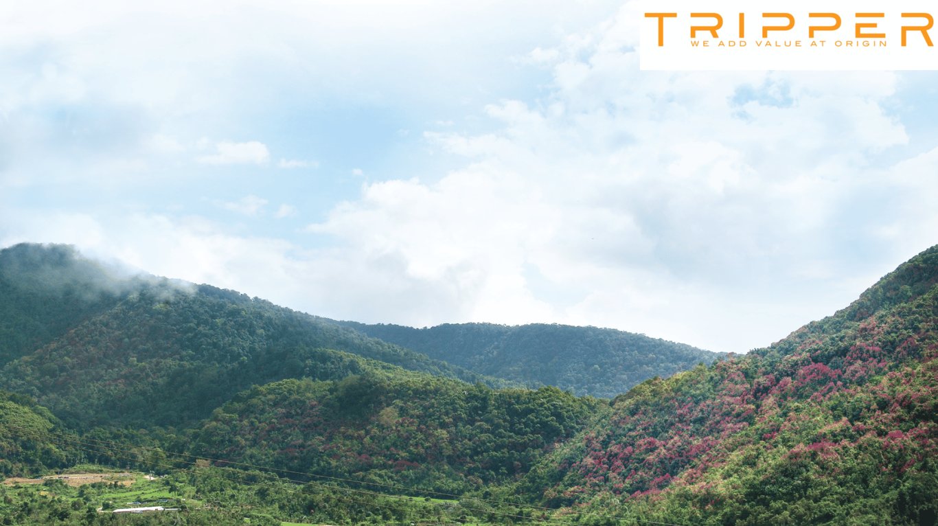 Tripper’s cinnamon forest at the foot of Mt. Kerinci