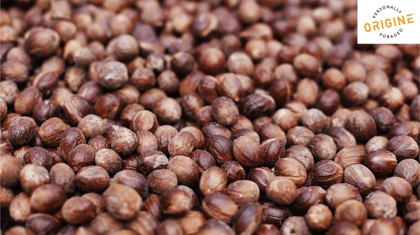 Nutmeg, a legendary Indonesian spice