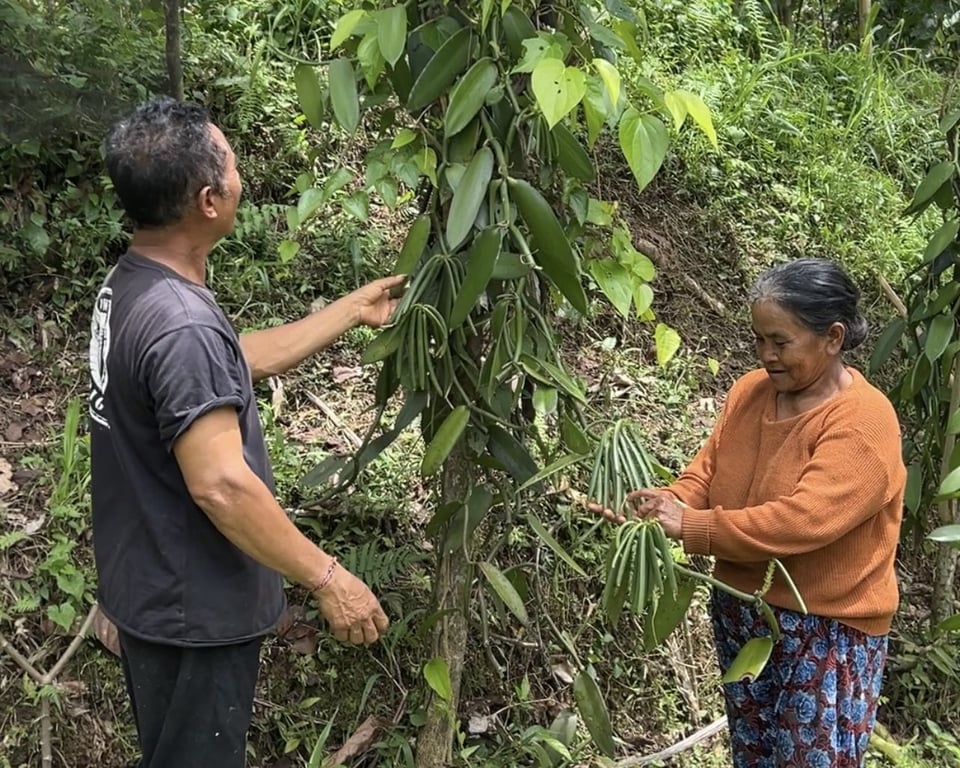 Odoo • A picture with a caption