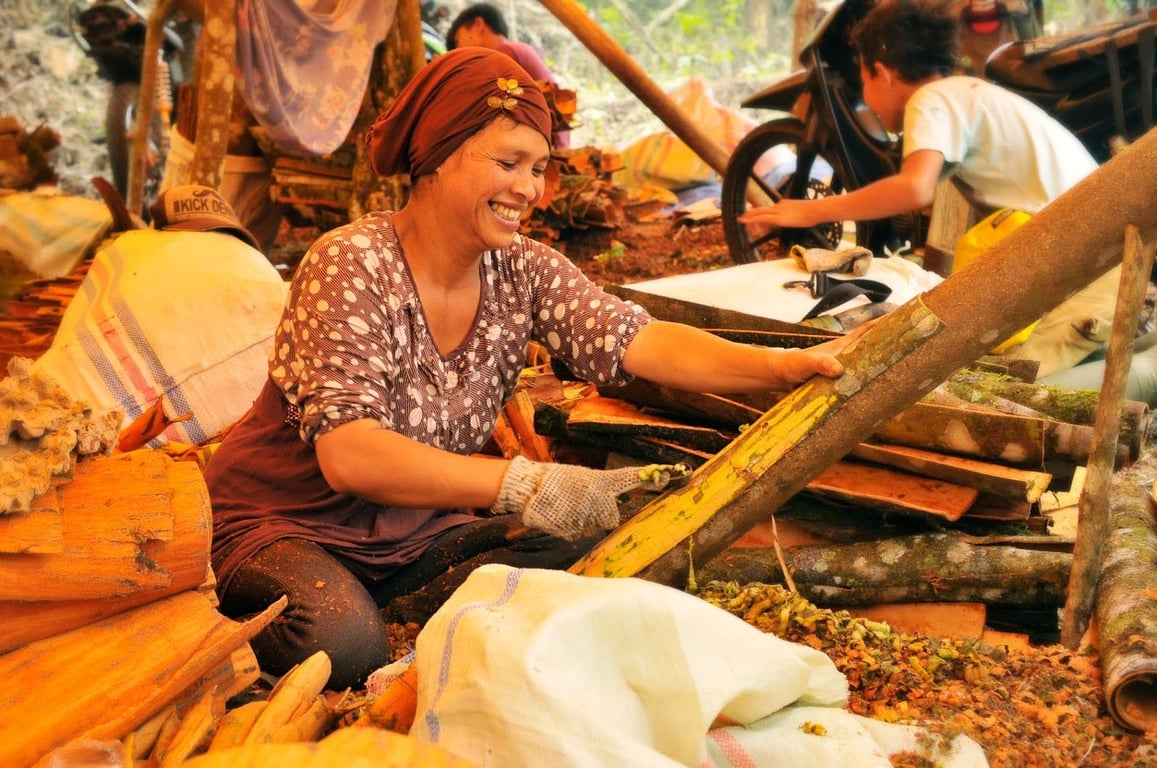 Indonesian women working with cinnamon barks