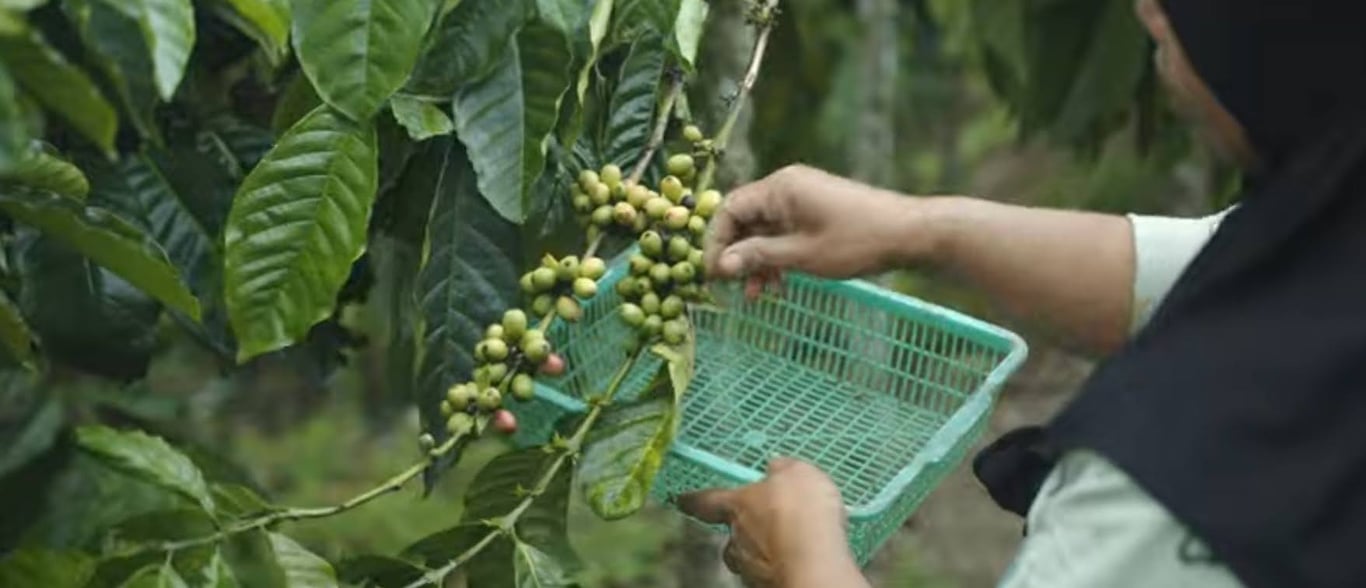 An eco-friendly agroforestry farm where coffee and cinnamon trees grow side by side