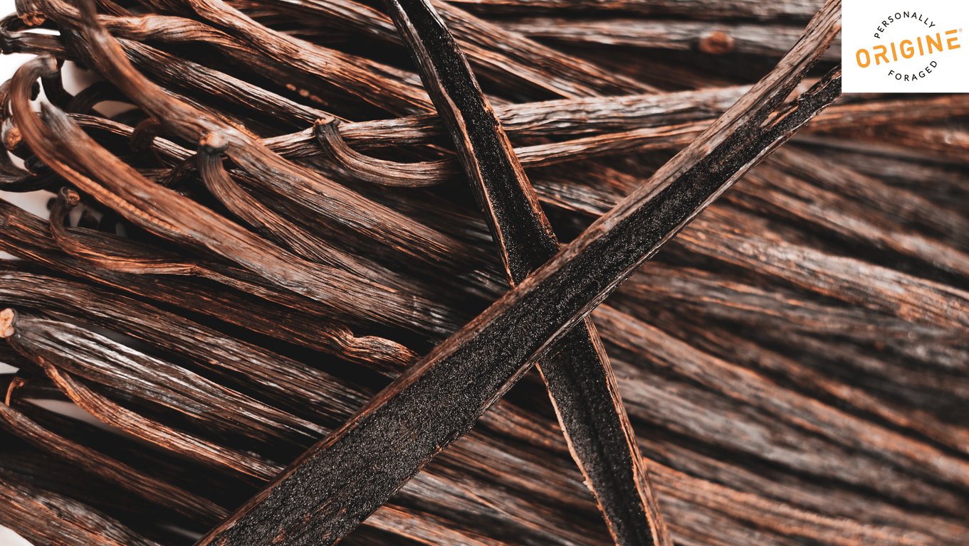 Madagascar vanilla beans arranged to show their cross-section