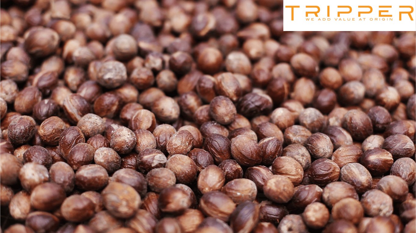 Nutmeg, a legendary Indonesian spice