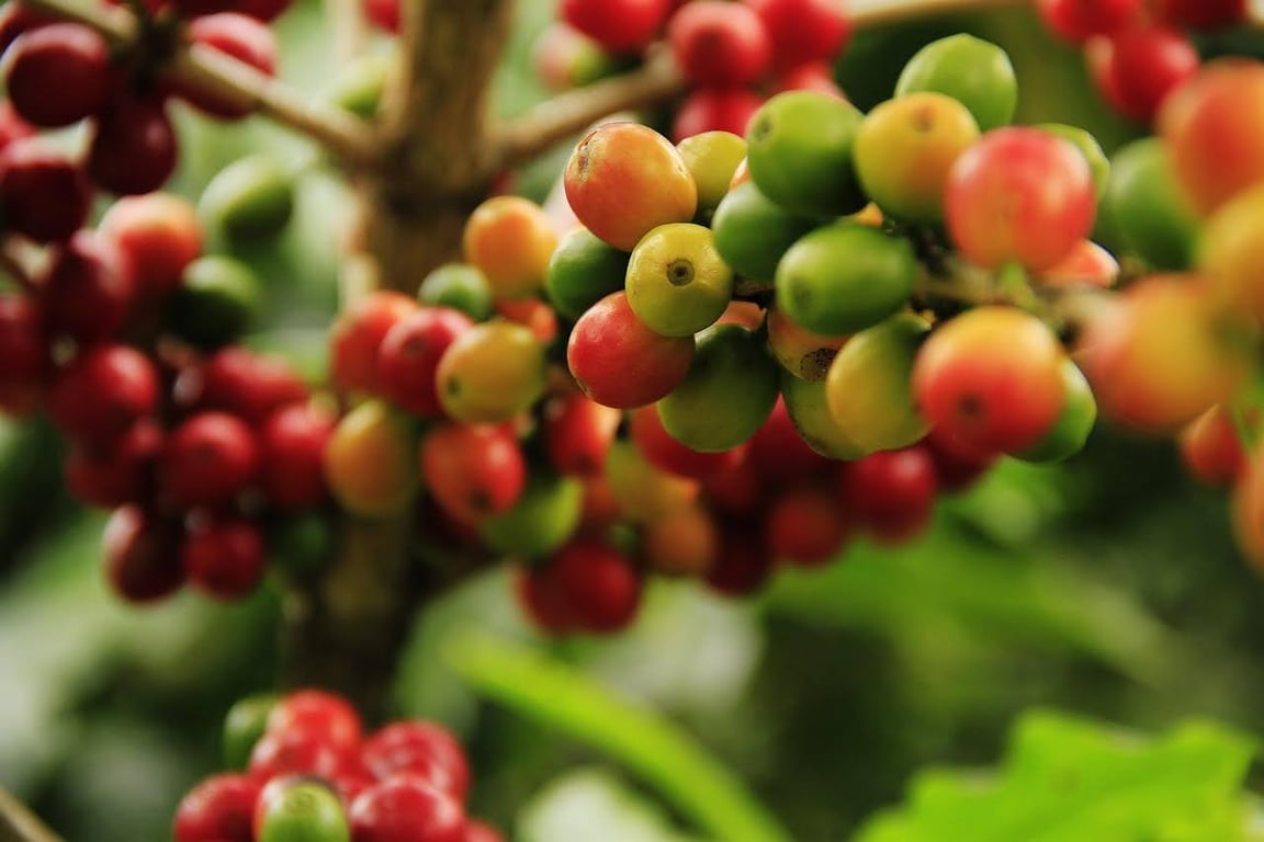 Coffee cherries, one of the most vulnerable tropical crops to climate change and rising global temperatures.
