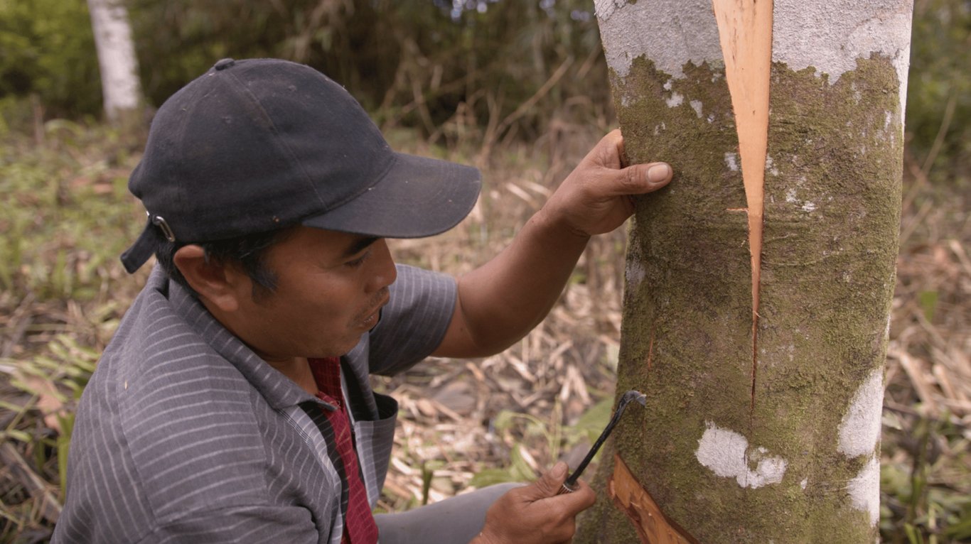Tripper partner farmer stripping delicate cinnamon bark