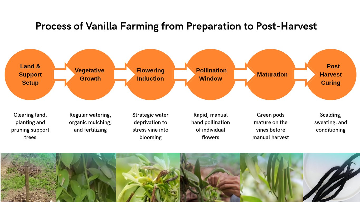 Diagram illustrating the step-by-step agricultural lifecycle of vanilla