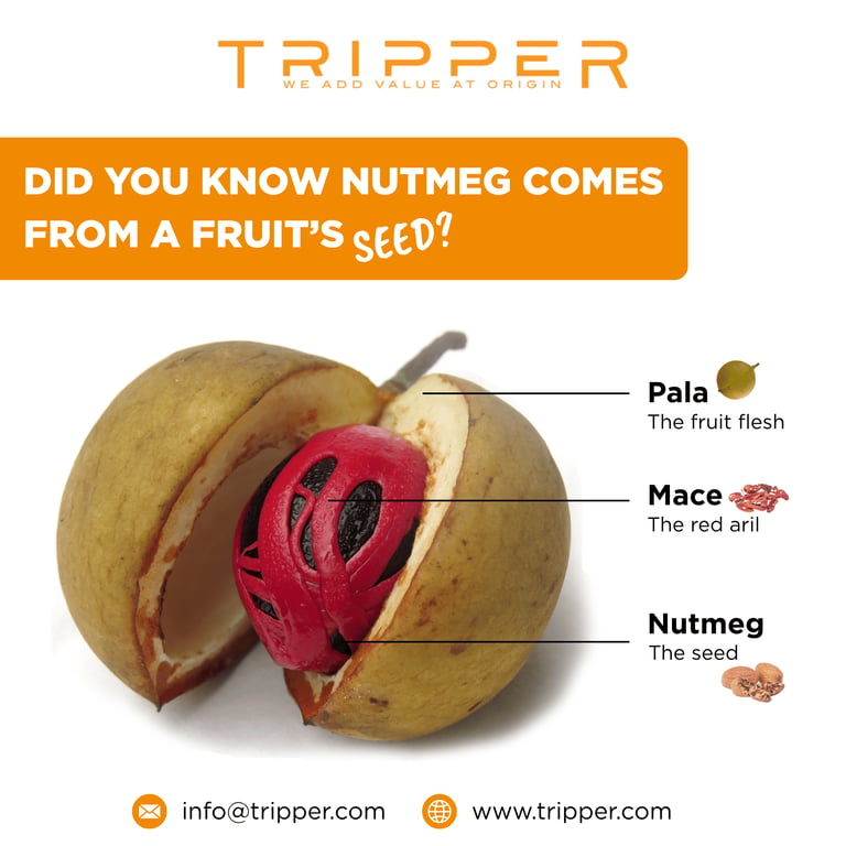 Anatomy of a Nutmeg Fruit