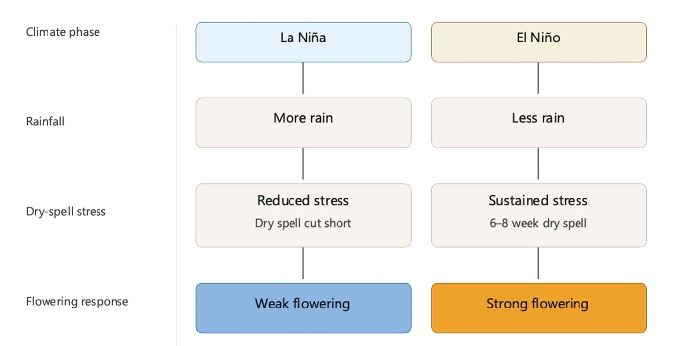 Visual representation of climate and environmental factors (ENSO) influencing tropical vanilla yields.