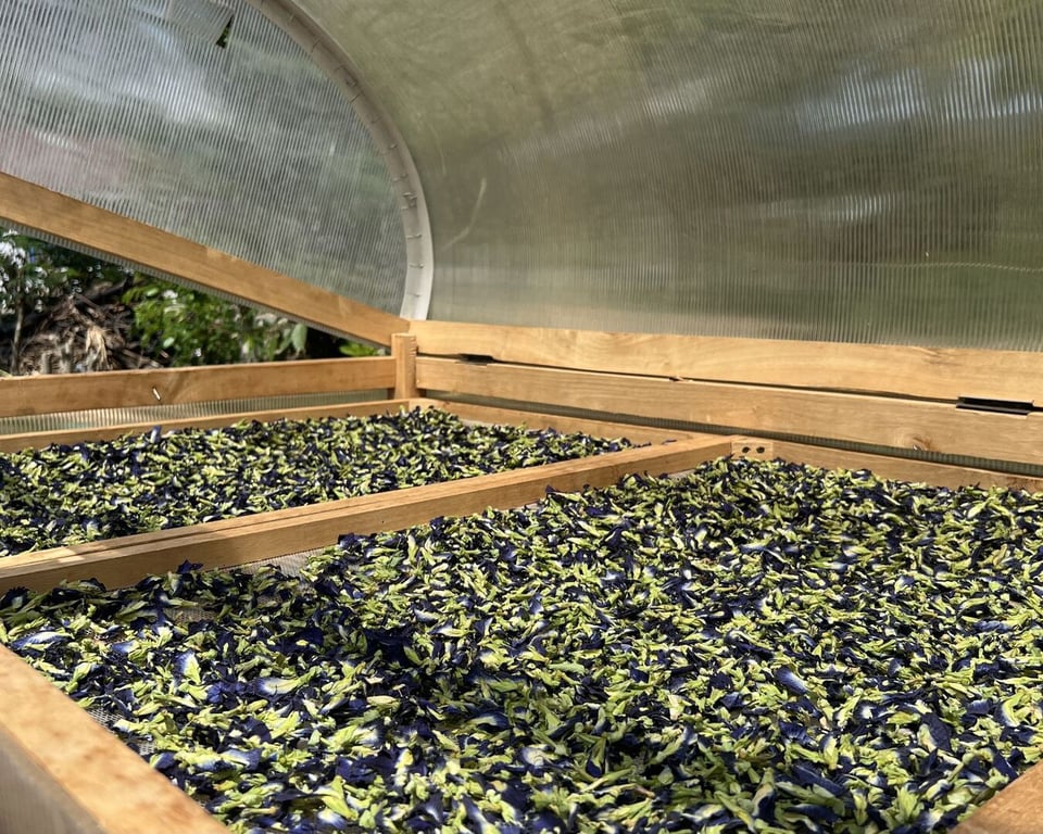 Applications of Dried Butterfly Peas