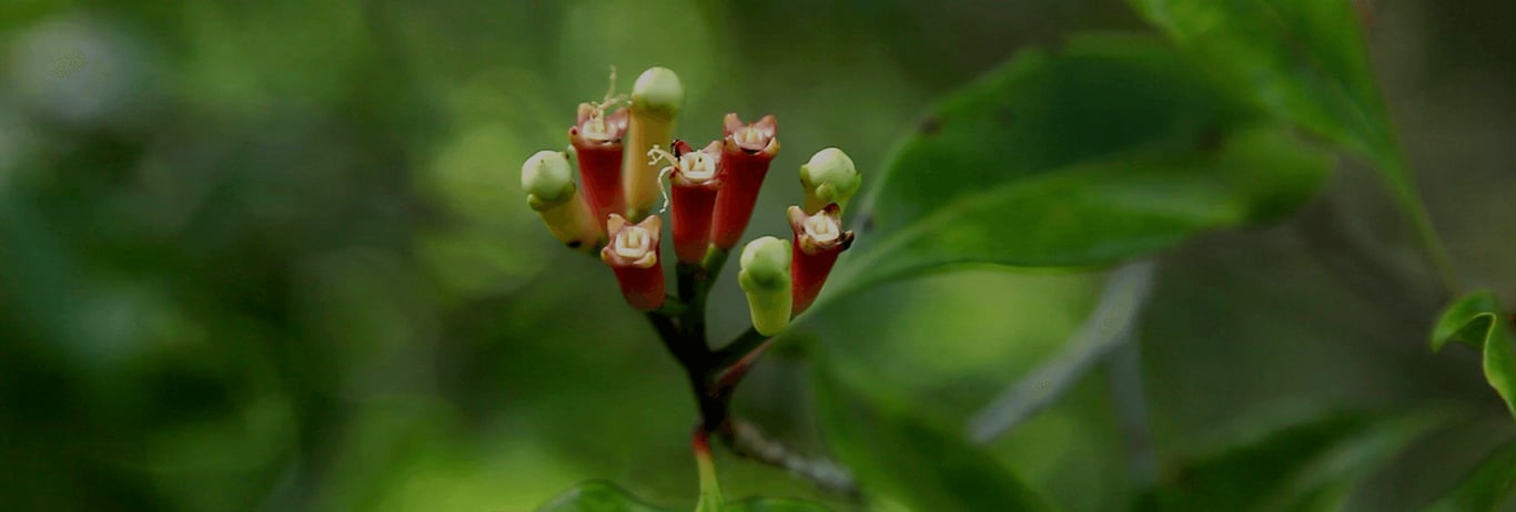 Clove flower buds before harvest