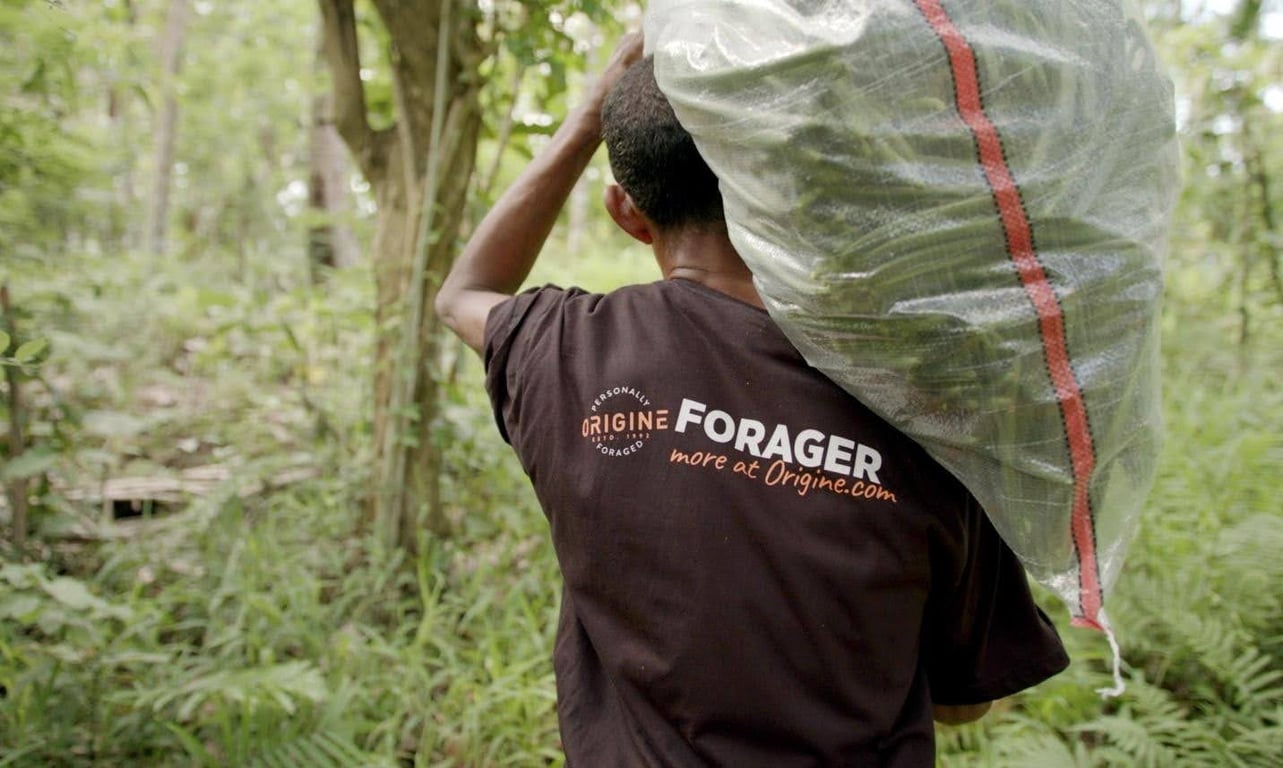 A vanilla farmer carrying green vanilla beans, ready for curing