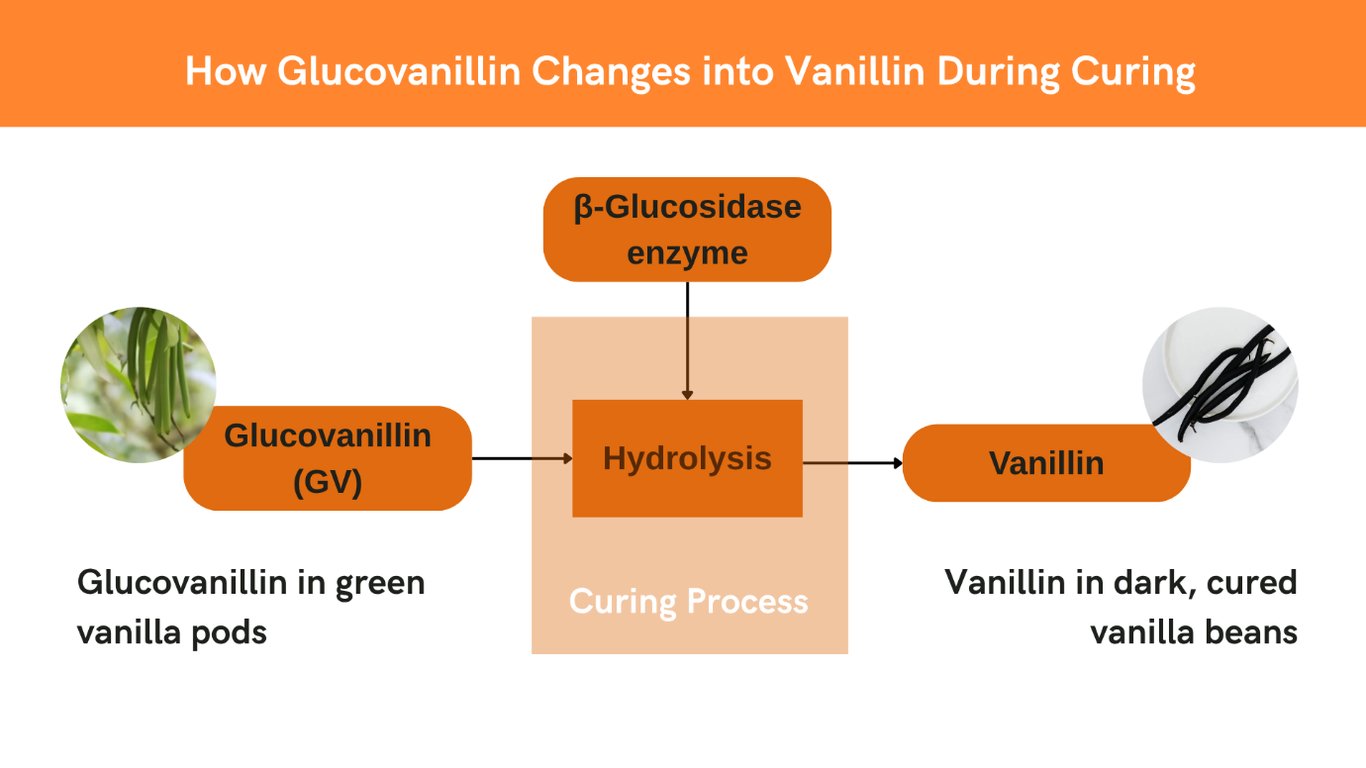 Diagram showing how the vanilla beans curing process develops flavor compounds