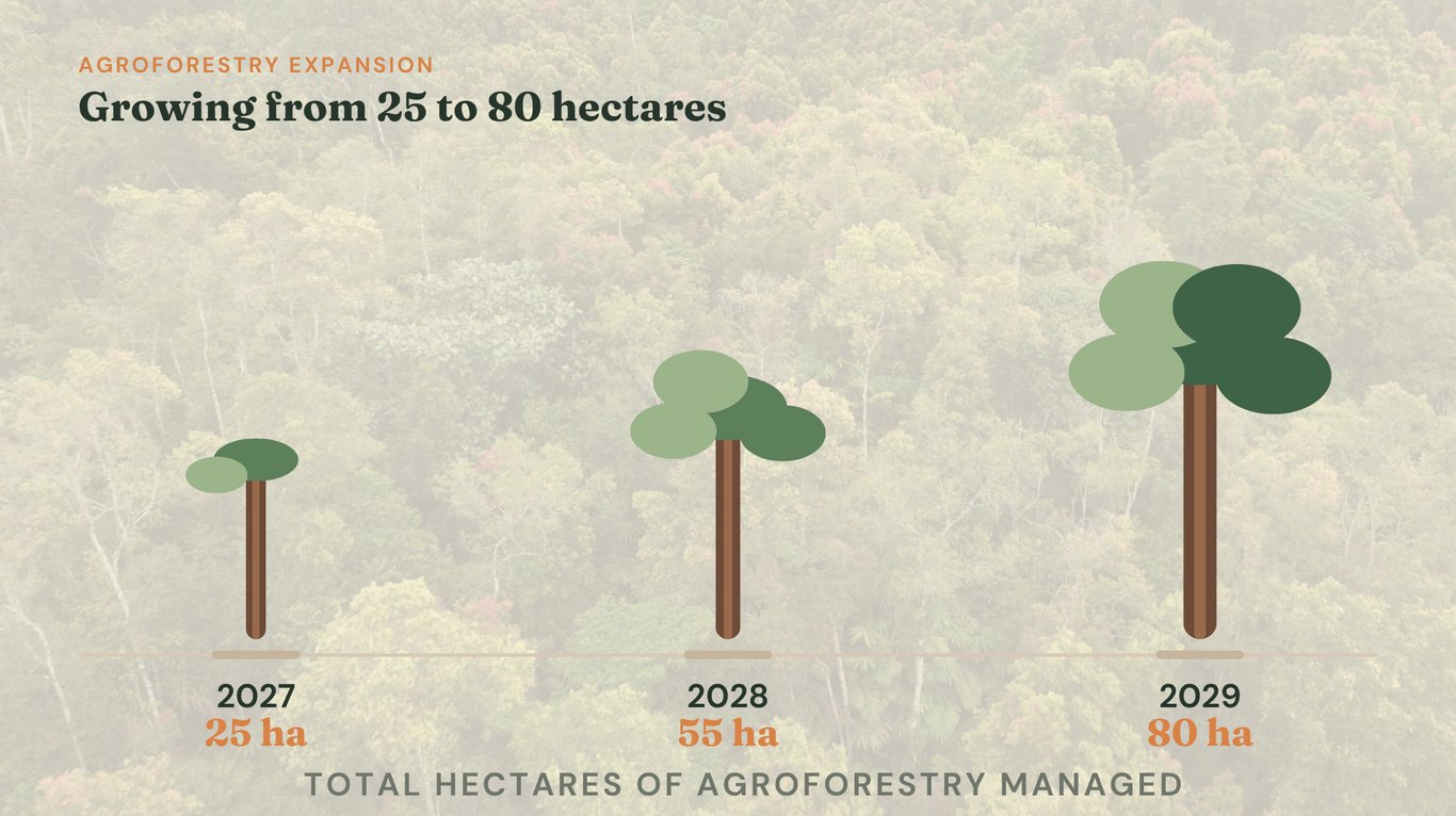 A timeline of Tripper’s agroforestry expansion, from 25 ha in 2027 to 80 ha in 2029