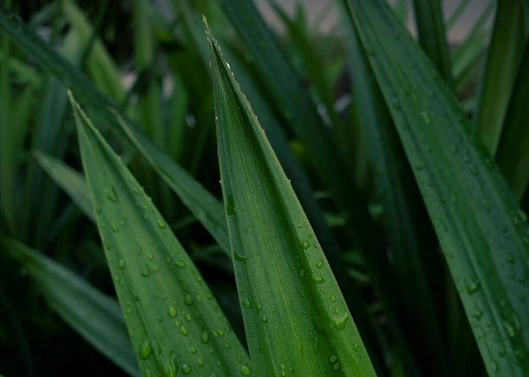 What is pandan? Get to know the vanilla of the east