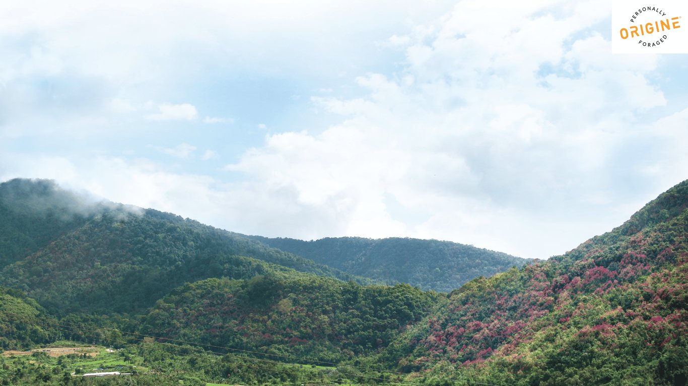 ORIGINE’s cinnamon forest at the foot of Mt. Kerinci