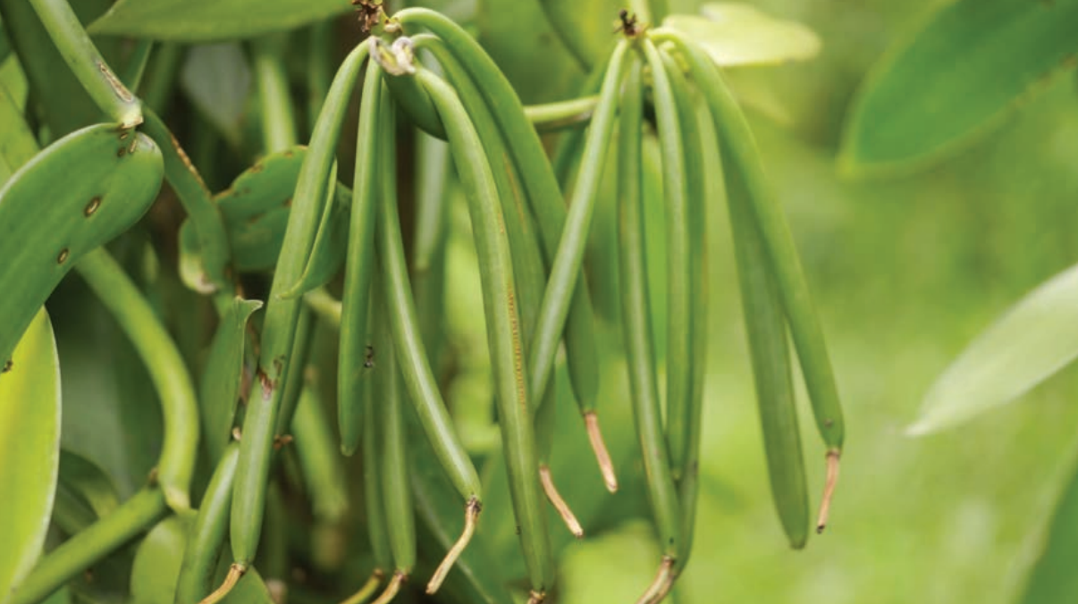 Indonesian Vanilla Plants - Origin of Our Macaque Vanilla