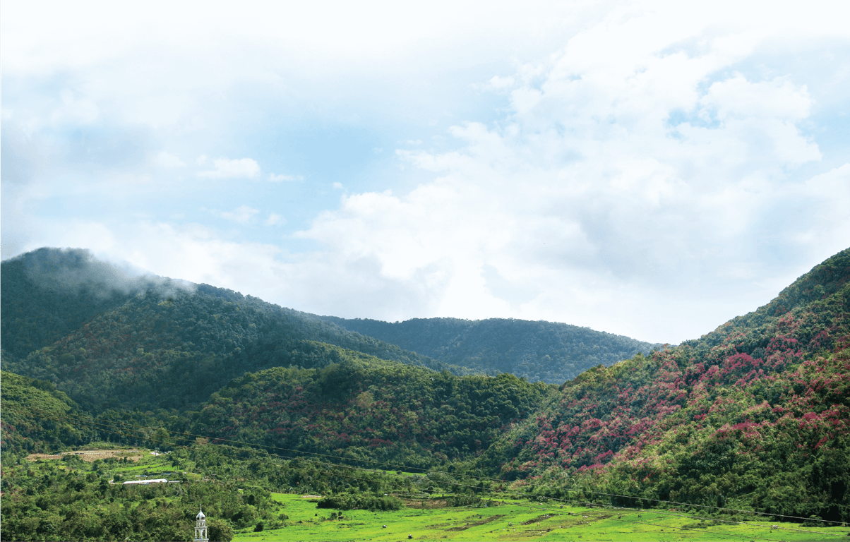 Cinnamon Landscape