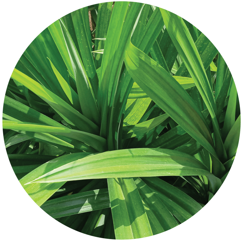 ORIGINE Pandan