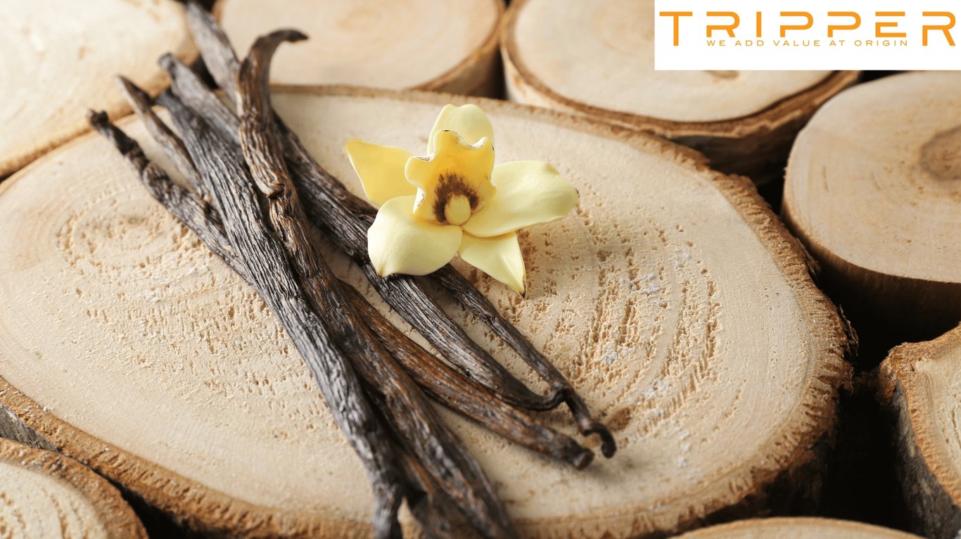 Vanilla pods with vanilla orchid