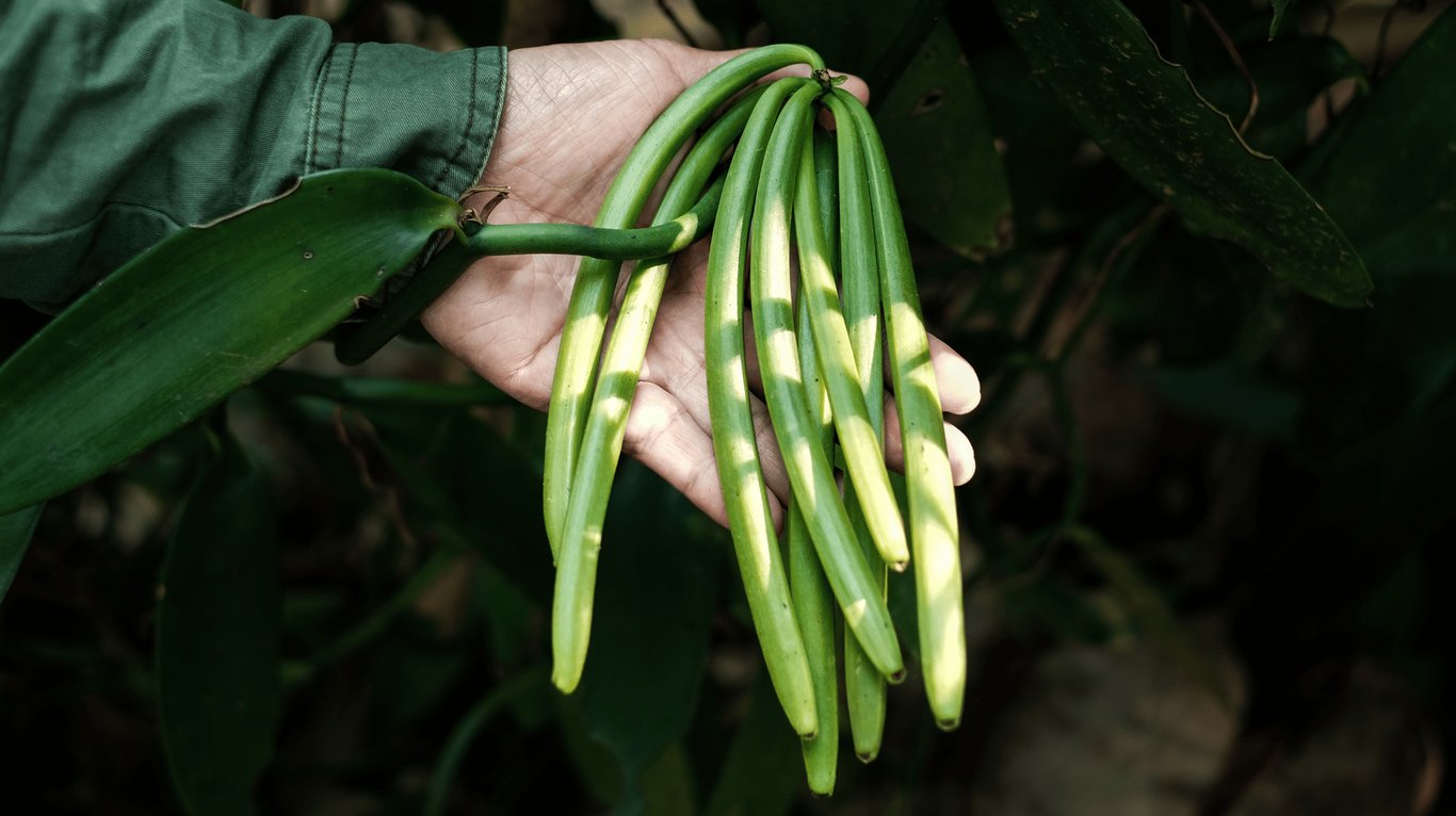 Vanilla needs to be harvested at the right time for optimal vanilla aroma