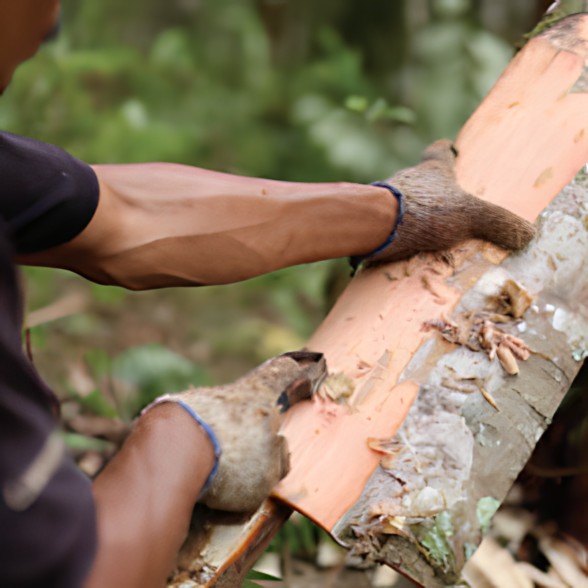 Tripper Cinnamon Wood