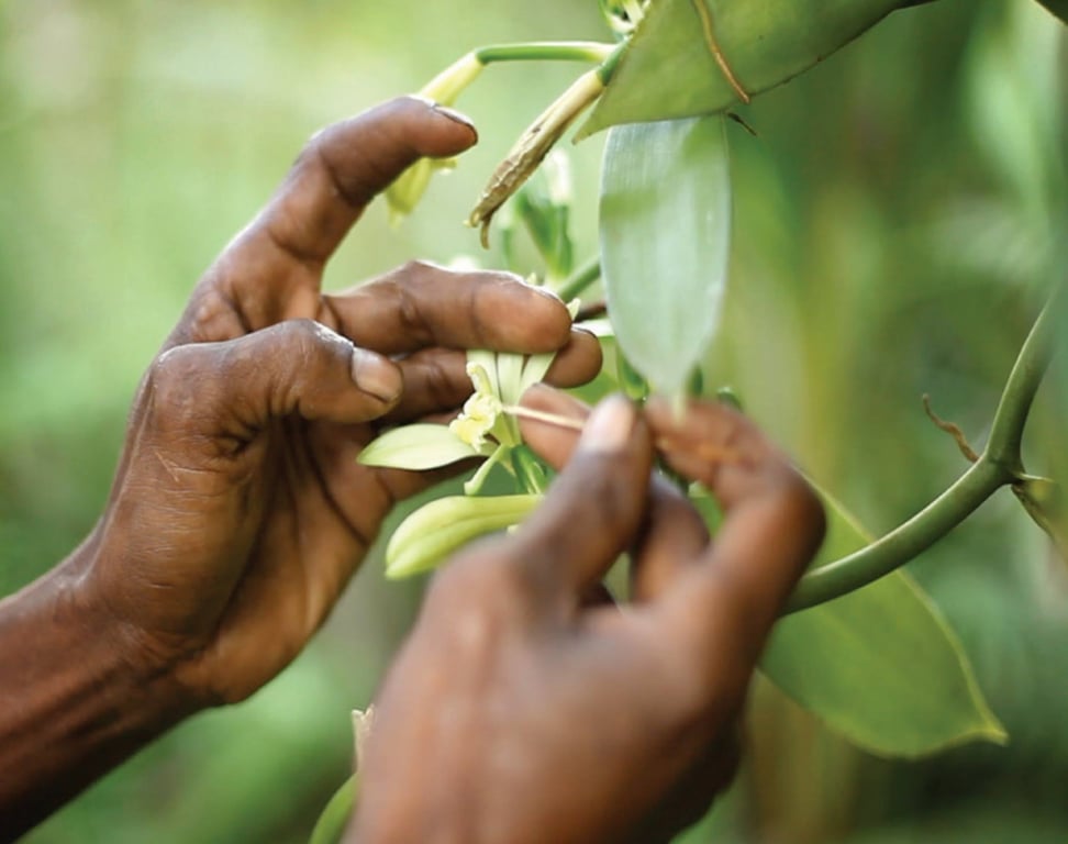 A close-up of a farmer hand-pollinating a vanilla orchid flower