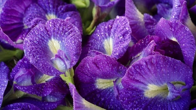 Butterfly Pea Flower, a Plant-Based Natural Colorant 