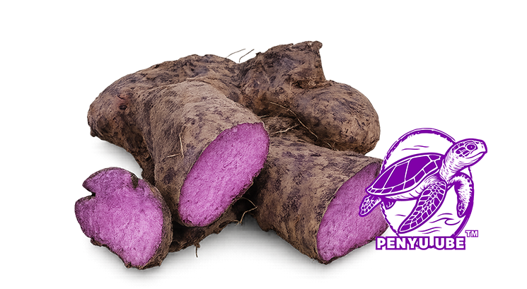 ORIGINE Penyu Ube