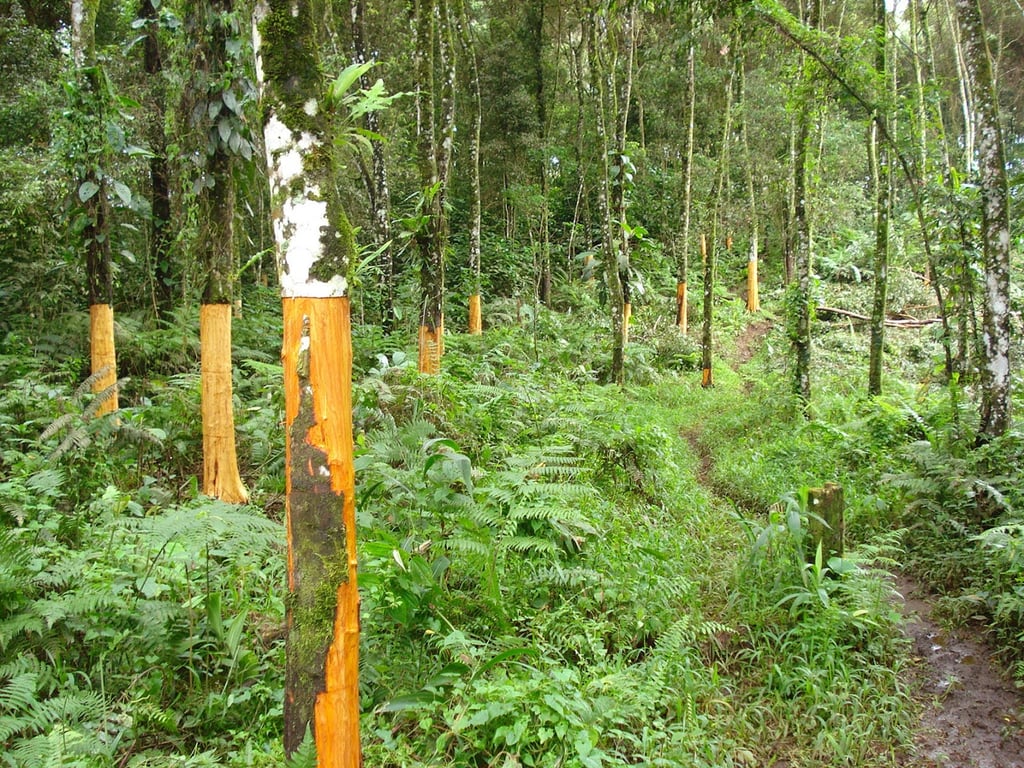 A panoramic view of a lush, high-altitude Korintje cinnamon farm in the Kerinci highlands.
