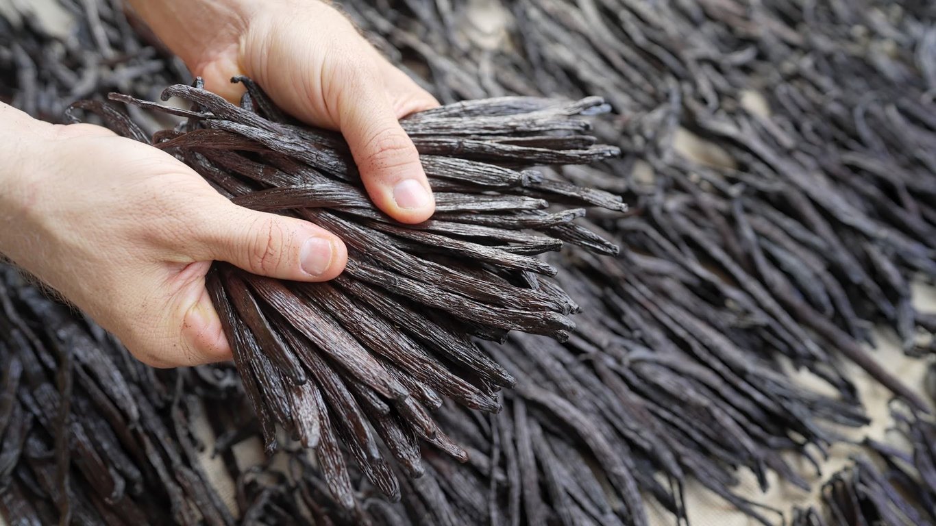 Vanilla beans are vulnerable to vanilla price cycle or the boom and bust