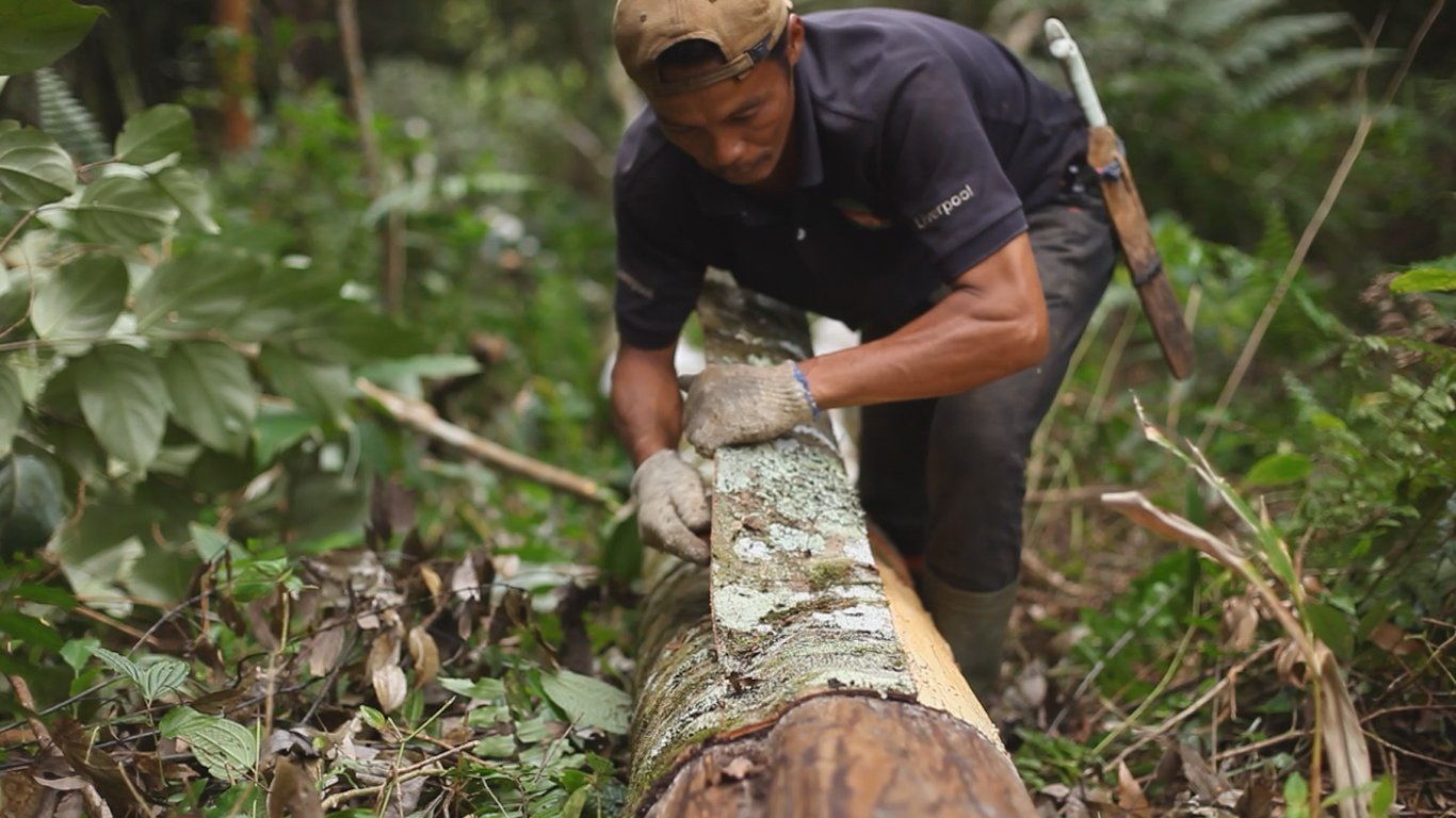 Cinnamon Harvesting