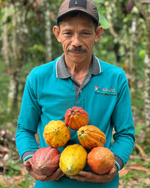 Handpicking Ripe Cacao Pods