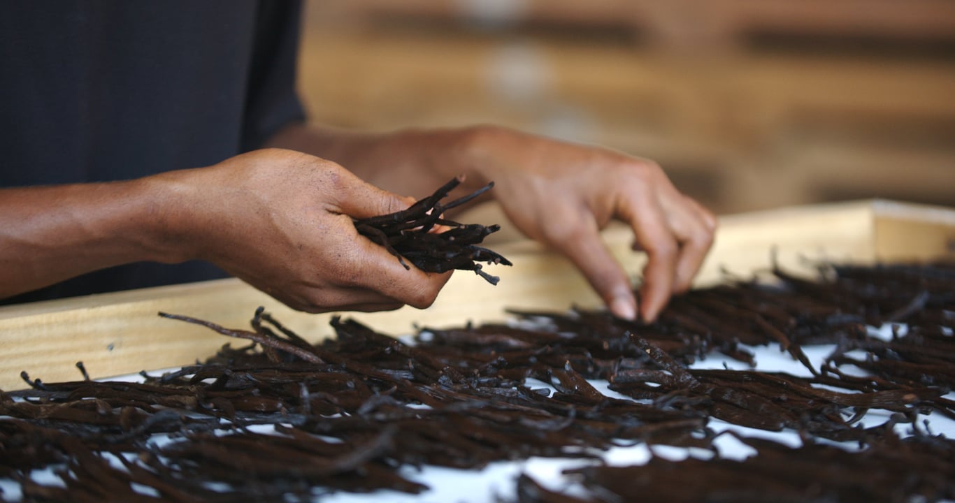 A Plate of Gourmet Indonesian Vanilla Beans