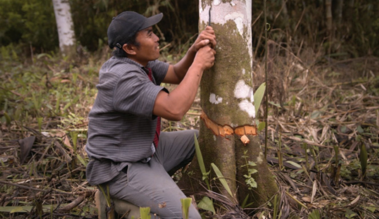 Cinnamon Health Risks: One of Tripper’s Cinnamon Farmer