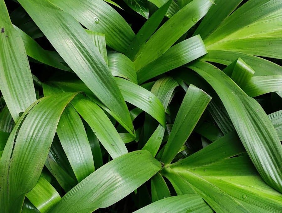 How to Differentiate Real vs synthetic Pandan