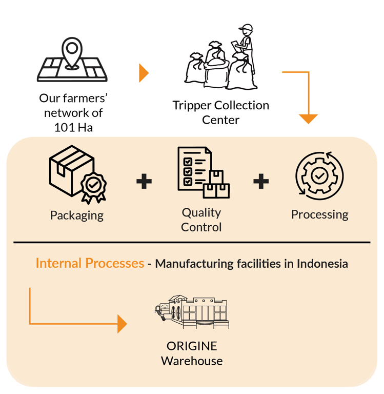 Elephant Ginger Supply Chain