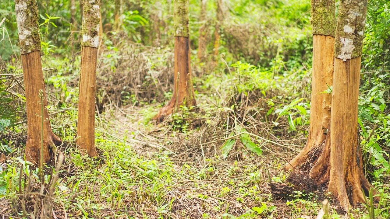 Cinnamon harvest at an Tripper partner plantation